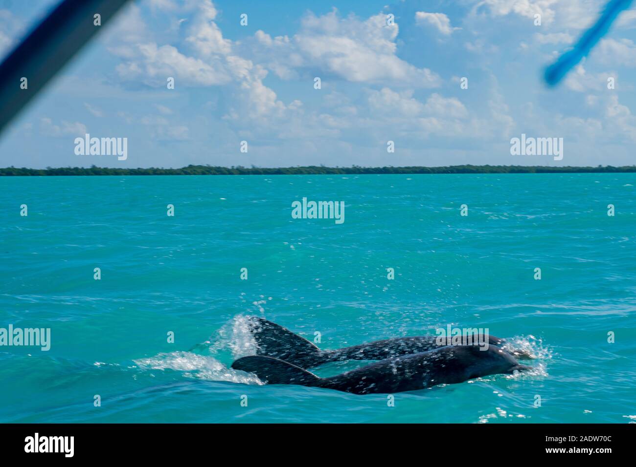 Zwei Delfine schwimmen nebeneinander in der Karibik Stockfoto