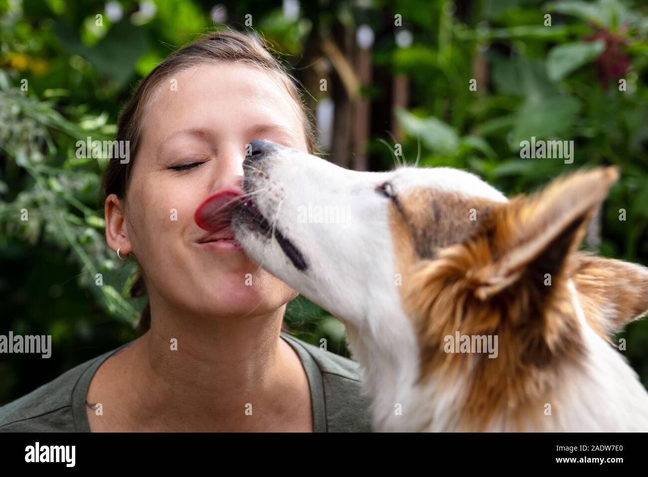 Wunderbar Hund Leckt Frau Bild
