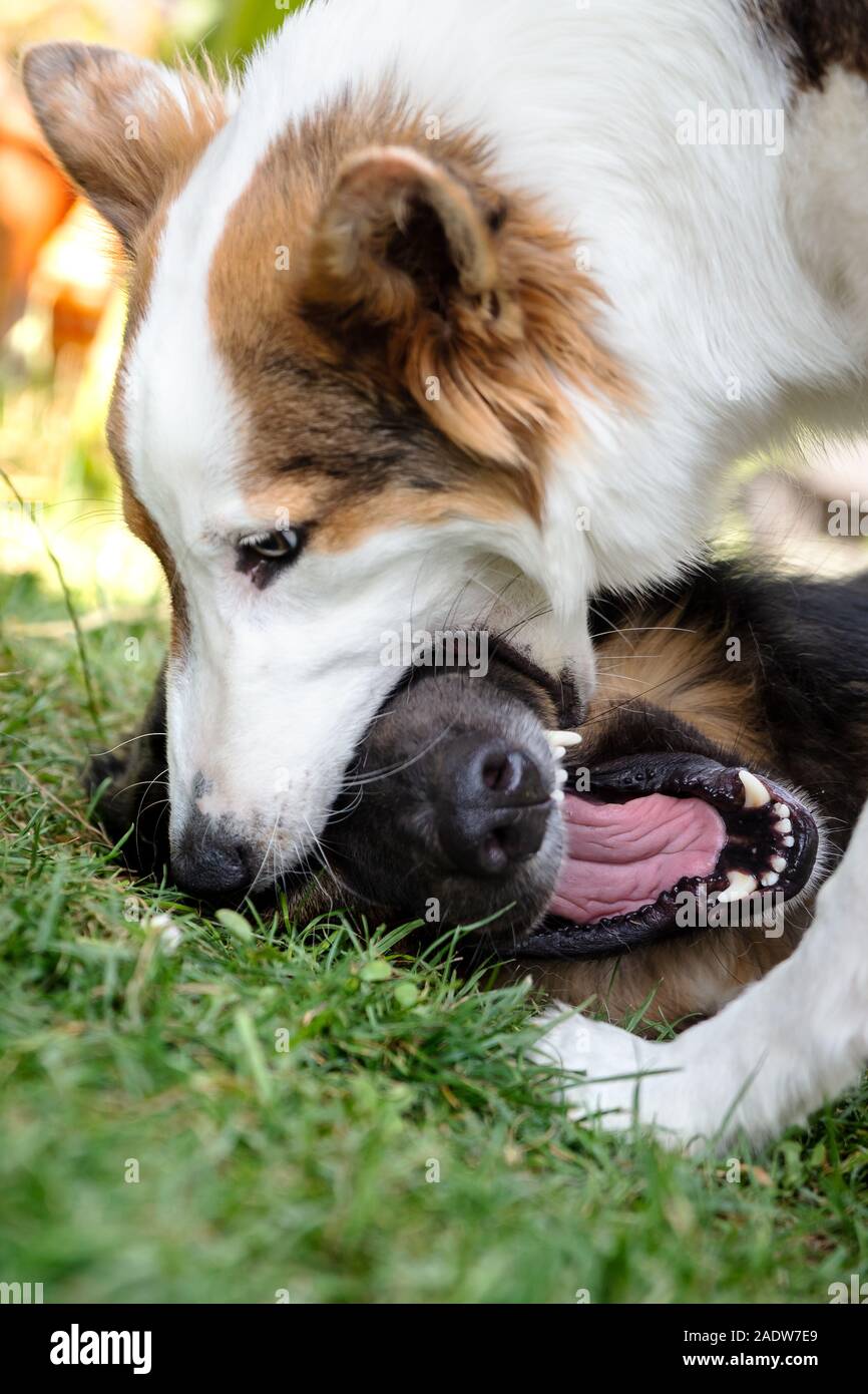 Zwei mongrel Dogs, einer von ihnen ein Welpe etwas Action haben, während die Bekämpfung für Spaß auf einer Wiese Stockfoto