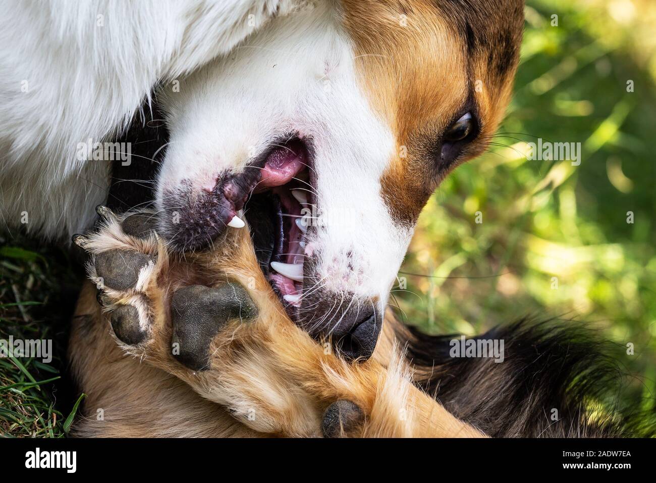 Zwei mongrel Dogs, einer von ihnen ein Welpe etwas Action haben, während die Bekämpfung für Spaß auf einer Wiese Stockfoto