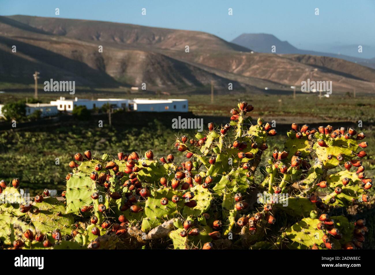 Genießbare Opuntia Kakteen' Feigenkaktus (Opuntia ficus-indica) Gemeinsame in volcaninc Landschaft von Lanzarote. Stockfoto