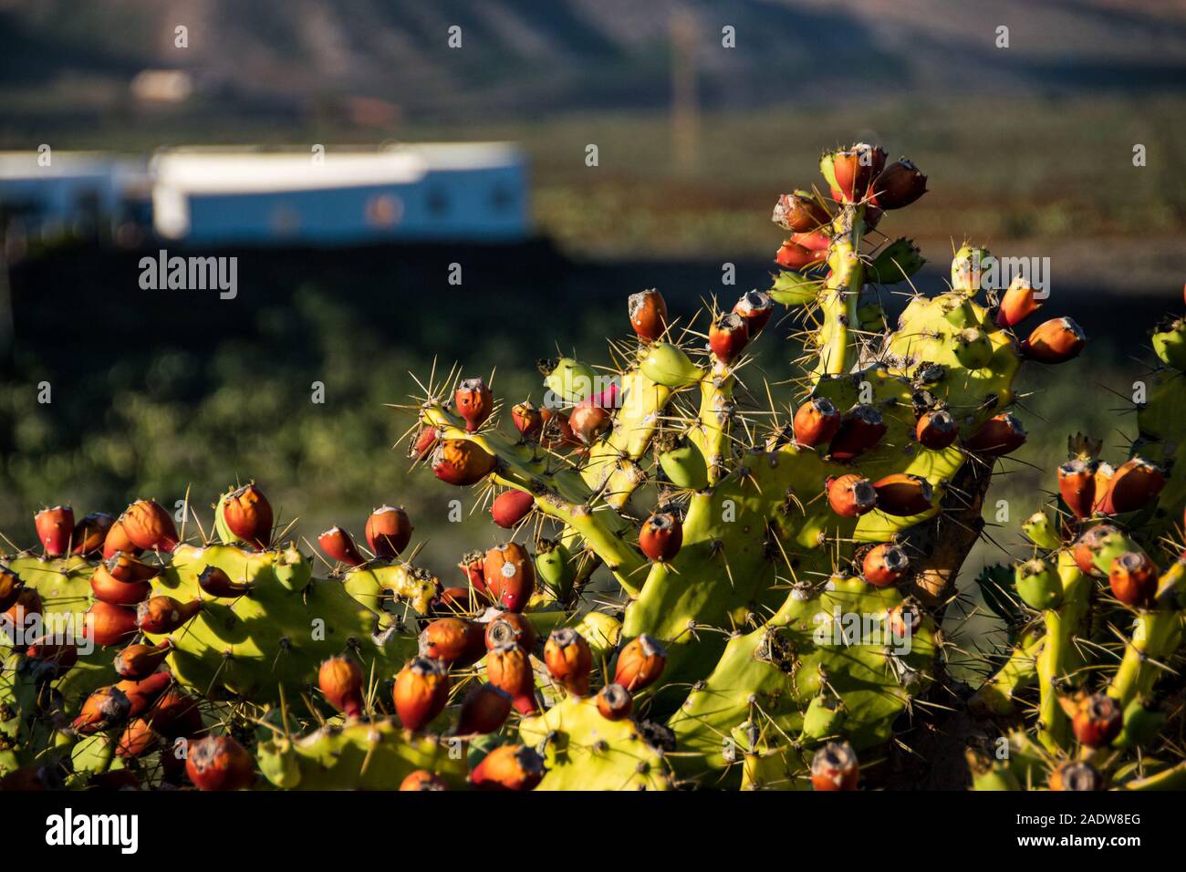 Genießbare Opuntia Kakteen' Feigenkaktus (Opuntia ficus-indica) Gemeinsame in volcaninc Landschaft von Lanzarote. Stockfoto