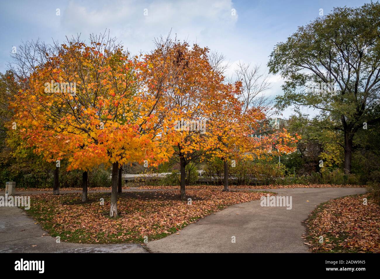 Baum mit Herbstlaub, Lincoln Park, Nordseite, Chicago, Illinois, USA Stockfoto