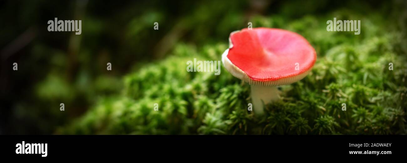 Panorama, wenig Amanita muscaria Wachsen oben in den Wald, moosigen Boden und Copyspace Stockfoto