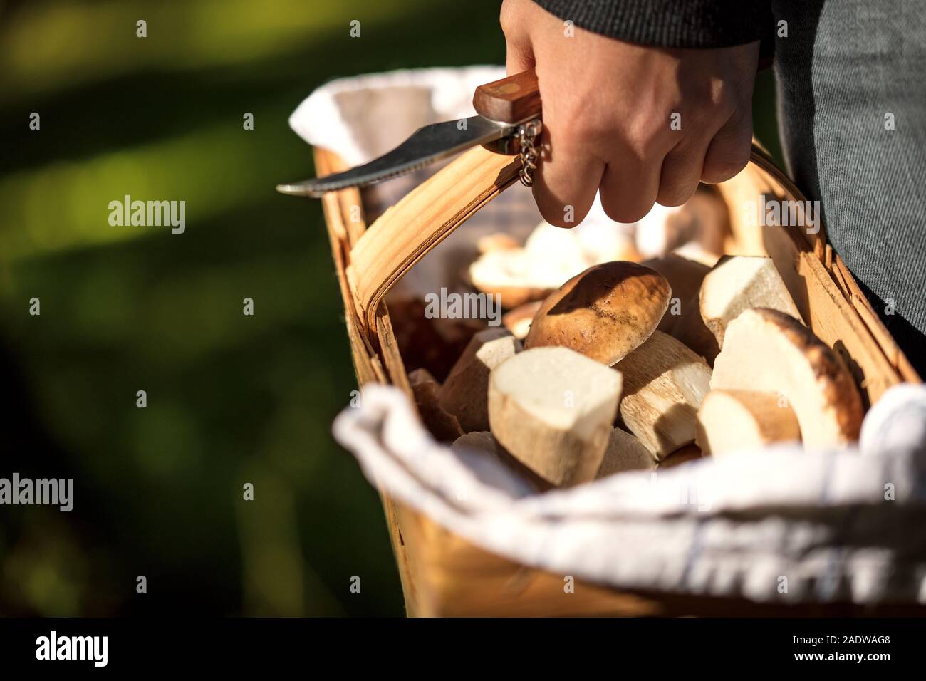 Frau wird von Hand mit einem Messer und ein Korb mit frischen, rohen Boletus Edulis innen, Pilze Stockfoto