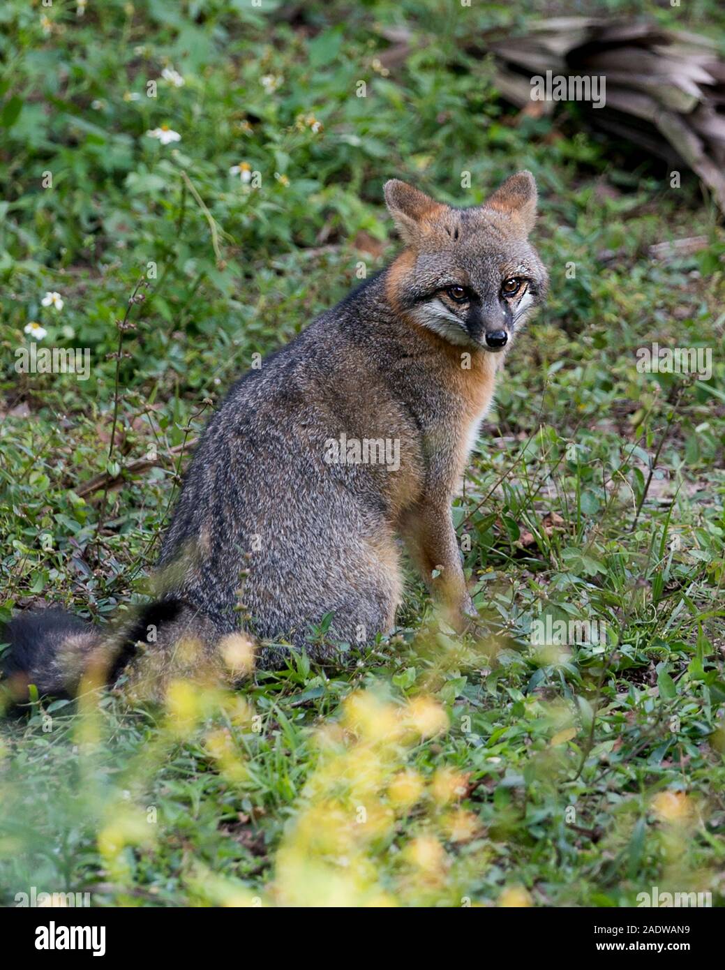 Gray fox Tier close-up Profil anzeigen Anzeigen von seinem Körper, Kopf, Ohren, Augen, Nase, Kopf in seiner Umgebung und Umwelt mit Laub Hintergrund. Stockfoto