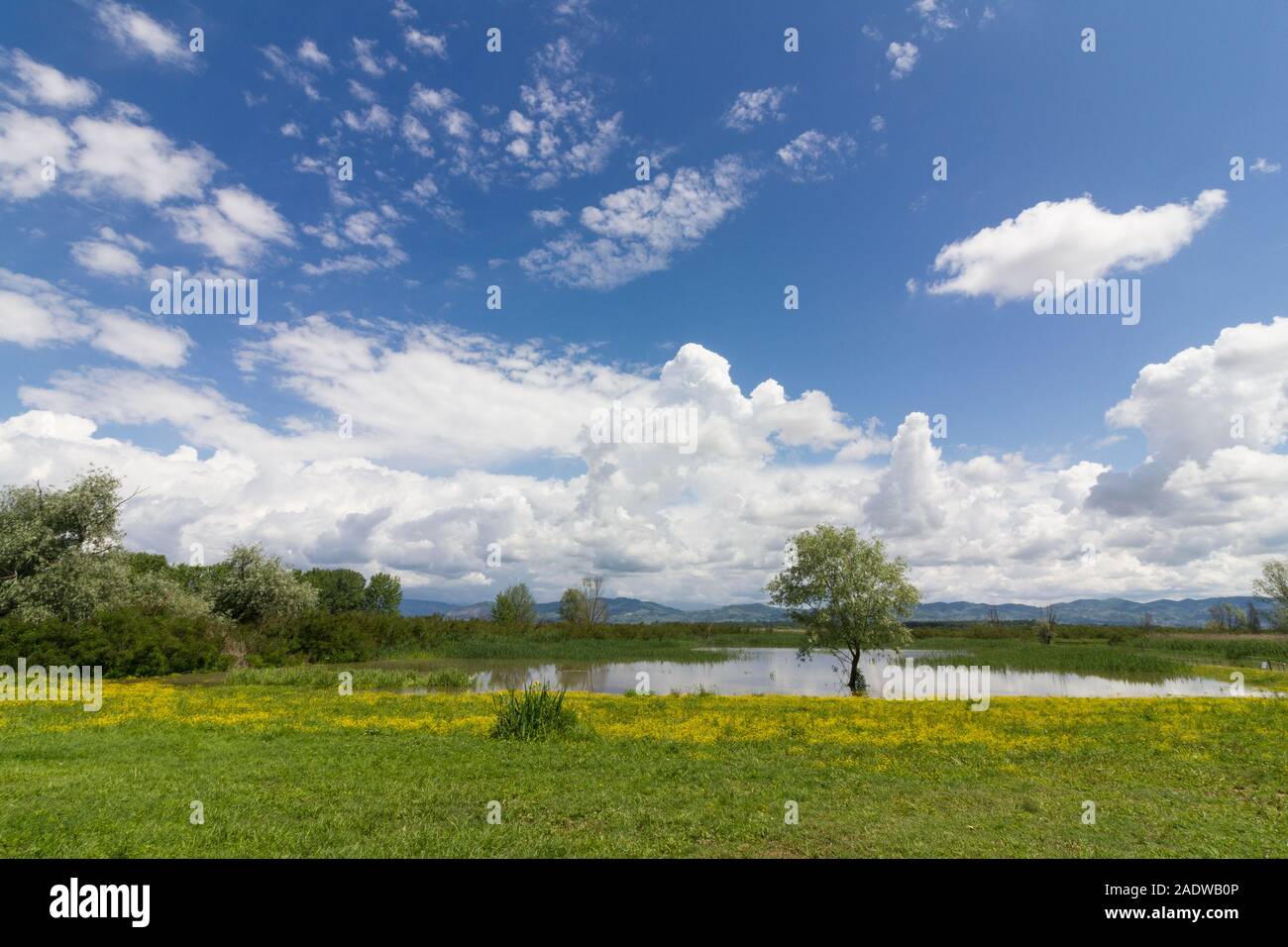 Landschaft: Italien, Padule di Fucecchio (Florenz) Blick auf den See mit gelb blühende Wiese und Baum Stockfoto