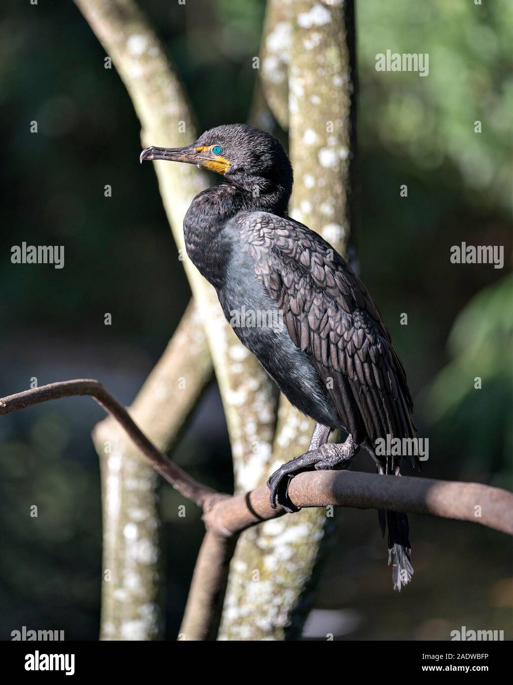 Kormoran Vogel in der Nähe Profil ansehen auf einem Zweig mit einem Bokeh Hintergrund anzeigen seinen Kopf, Augen, Schnabel und aalen sich in der Sonne thront. Stockfoto
