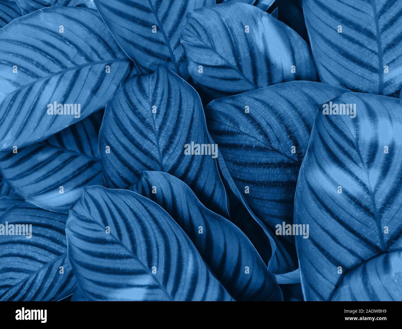 Kreative und Moody Farbe blau Laub natürlichen Blumen Blatt Textur Hintergrund. Stockfoto