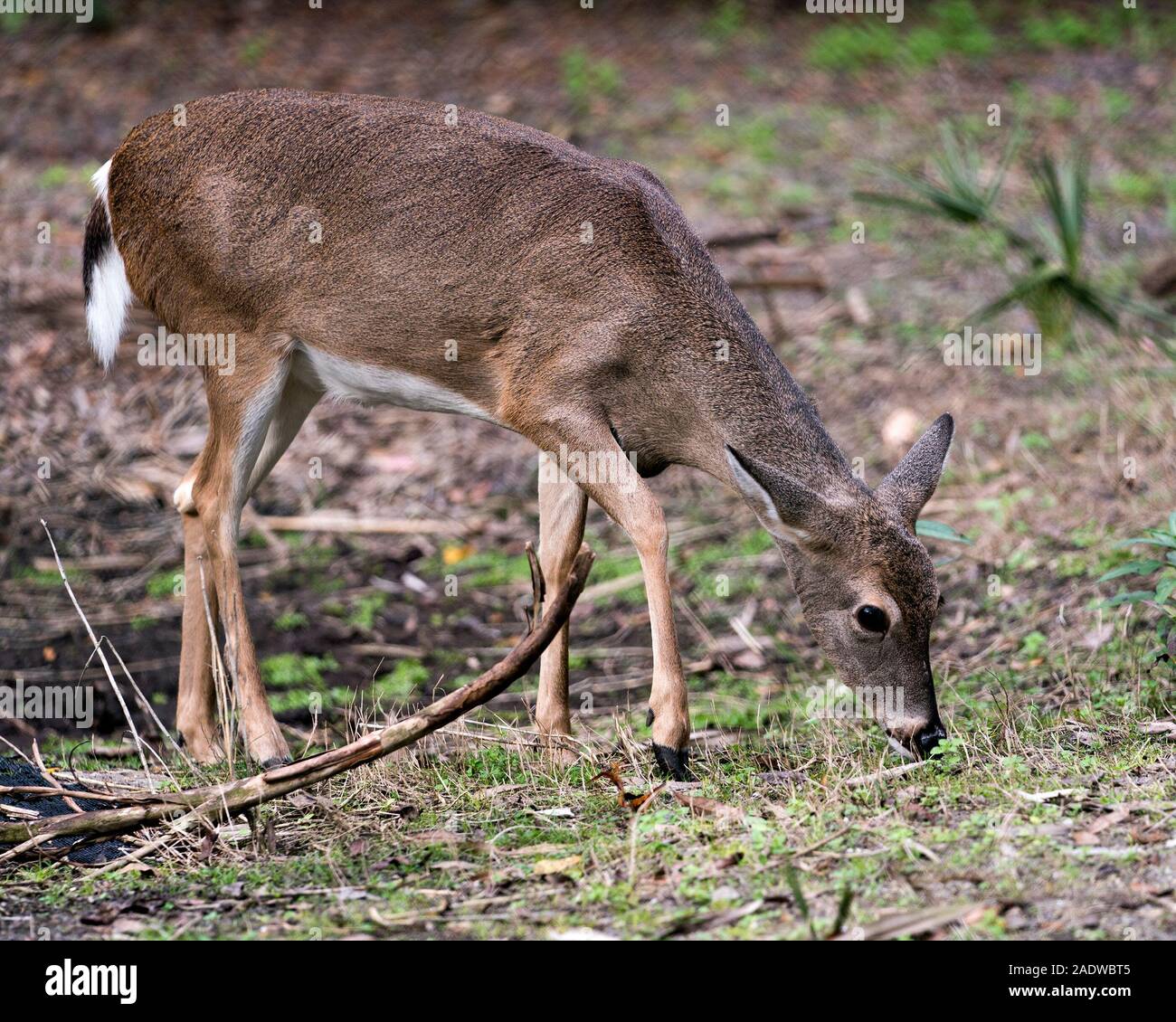 Rotwild Tier Weiß - Sehr geehrte tailed Kopf Nahaufnahme Profil anzeigen mit Laub Hintergrund dass sein Kopf, Ohren, Augen, Mund, Nase, braunem Fell. Stockfoto