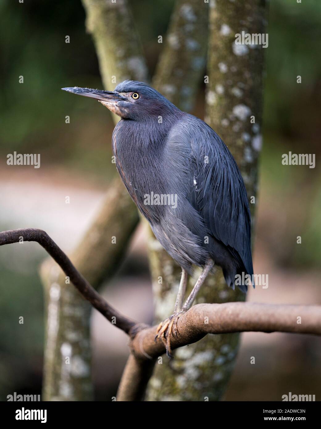 Kleine blaue Vogel in der Nähe Profil ansehen mit einem Bokeh Hintergrund thront auf einem Zweig seine Körper, Kopf, Augen, Schnabel, die Füße seiner Umgebung Stockfoto