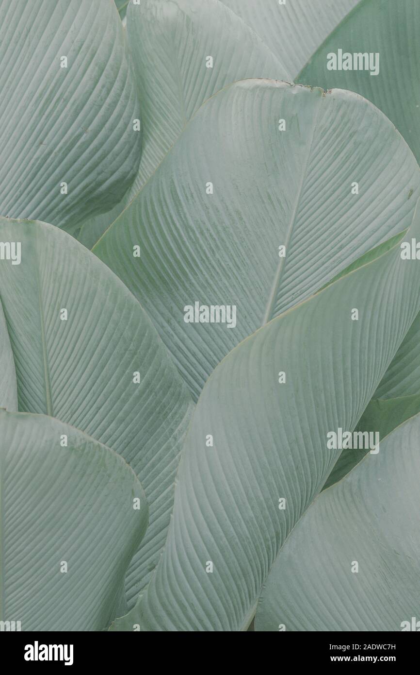 Close up Green Palm Blätter Textur Stockfoto