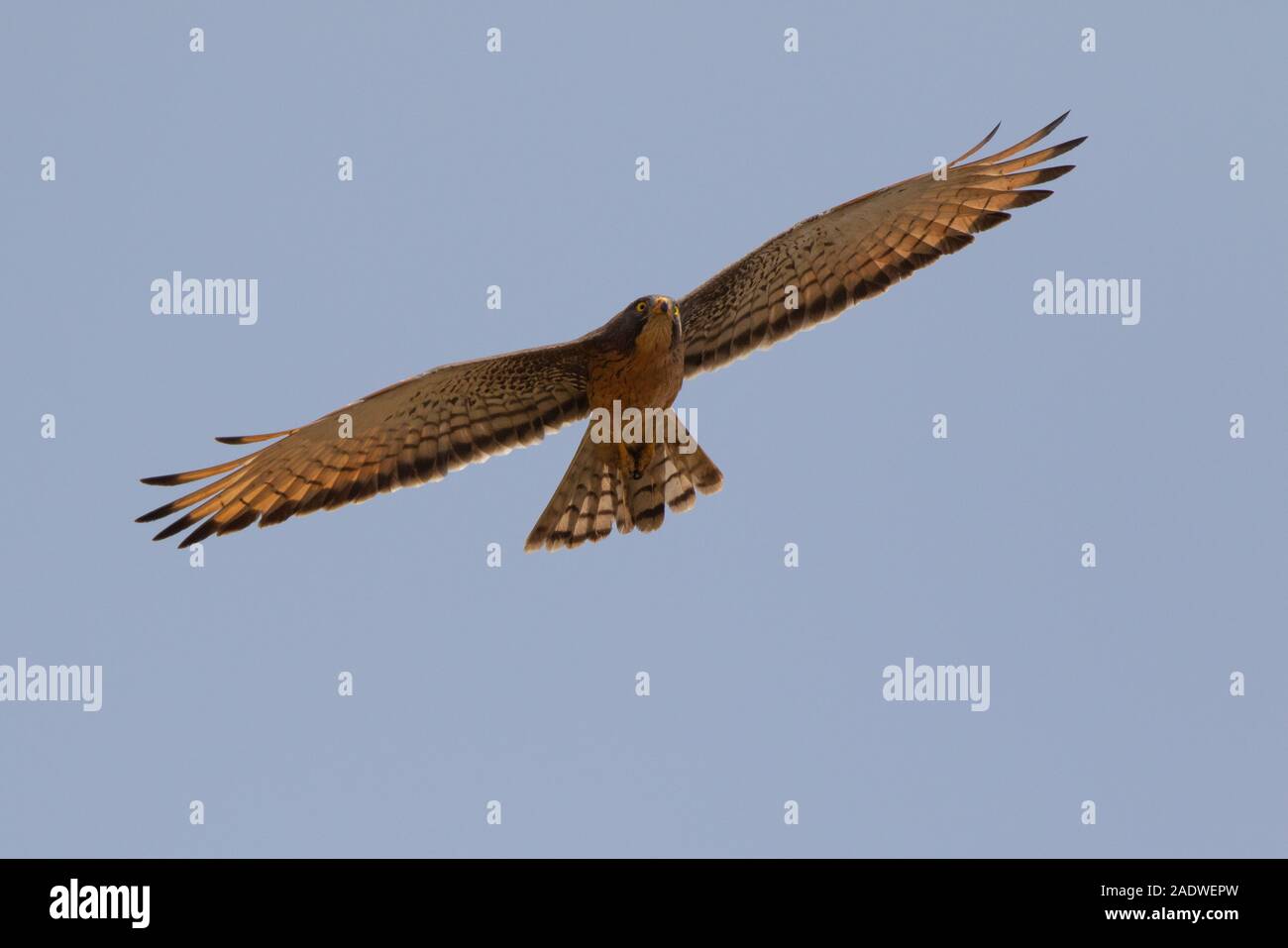 Grasshopper Buzzard im Flug, Butastur rufipennis, Gambia, Westafrika Stockfoto