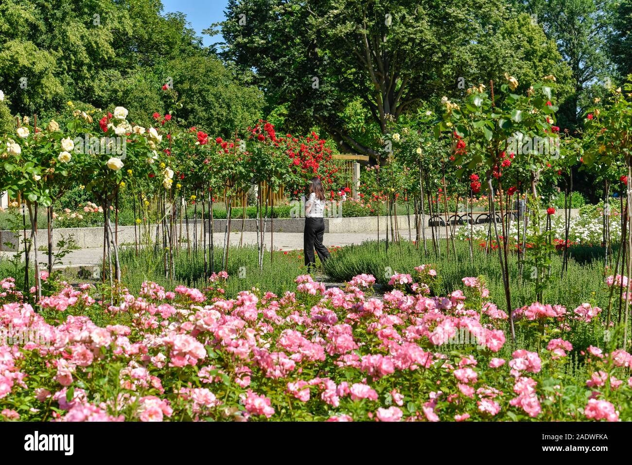 Rosengarten im Treptower Park, Bezirk Treptow-Köpenick, Berlin, Deutschland Stockfoto