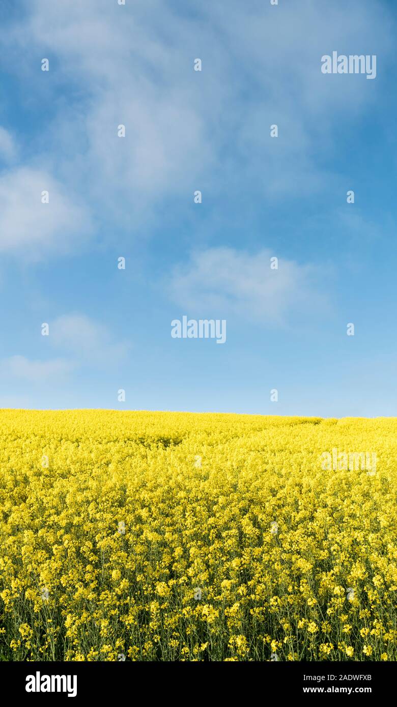 Gelbe Raps Feld und blauer Himmel mit weißen Wolken, Skane, Schweden, Skandinavien. Stockfoto