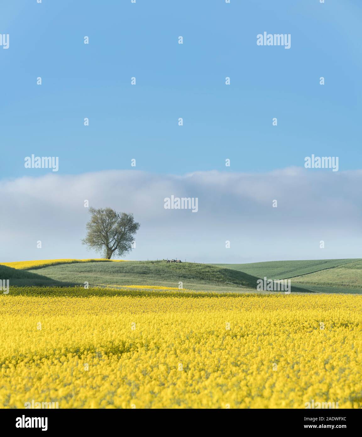 Gelbe Raps Feld mit einsamer Baum in weite Landschaft, Skane, Schweden, Skandinavien. Stockfoto