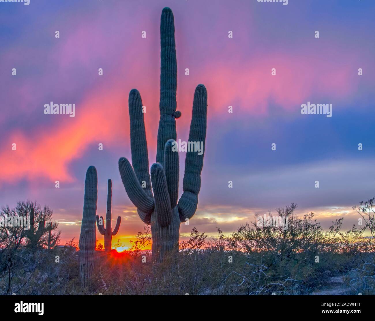 Arizona Wüste Sonnenuntergang mit Saguaro Kaktus newar Phoenix, AZ. Stockfoto