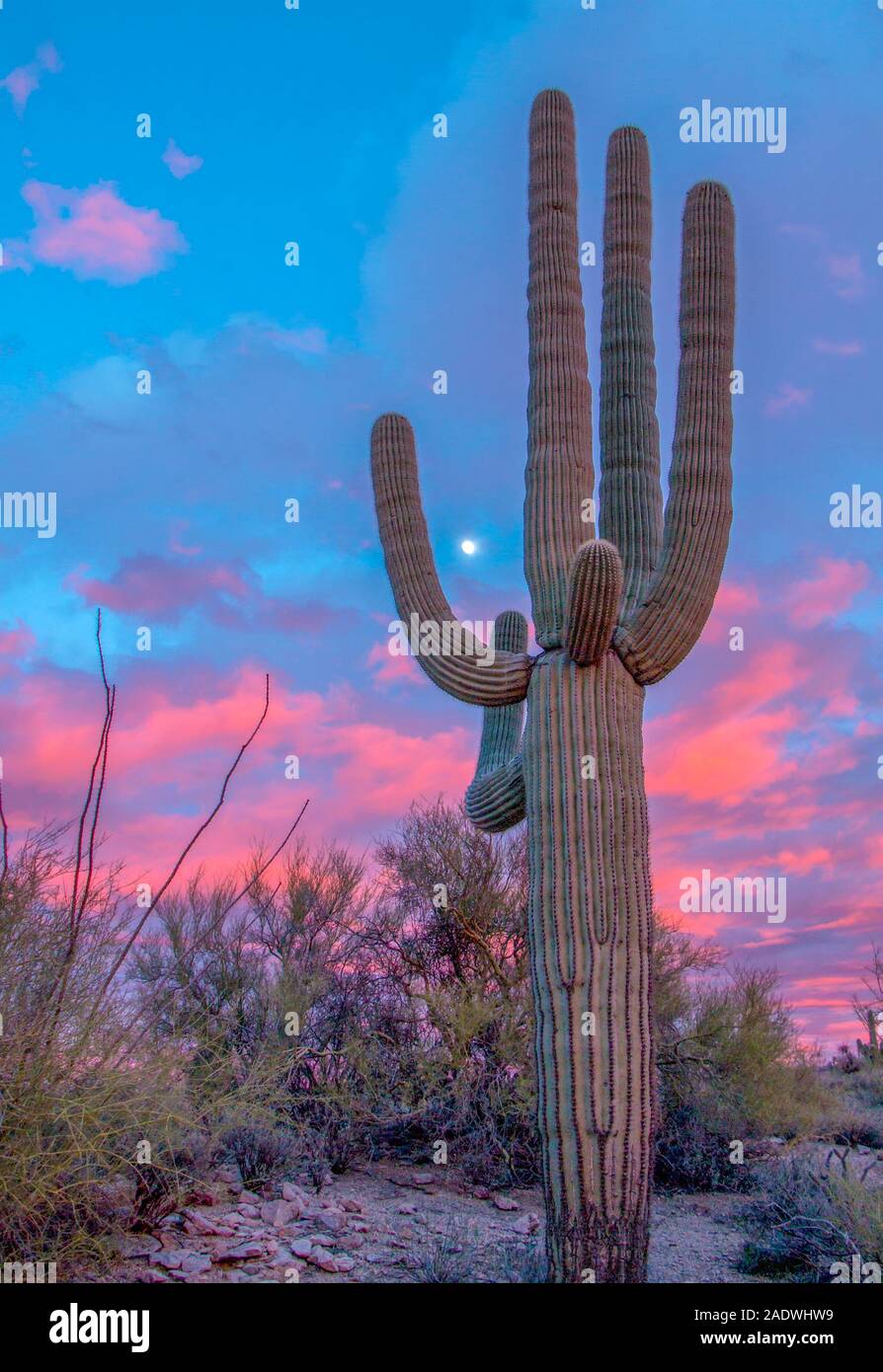 Stattliche Saguaro Kaktus bei Sonnenuntergang mit Mond im Hintergrund in der Nähe von Phoenix Arizona Stockfoto