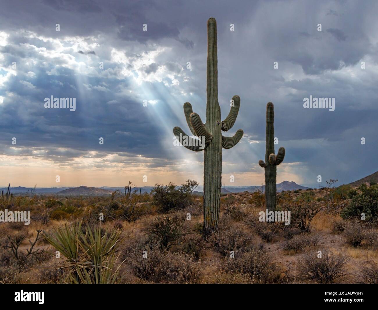 Saguaro Kaktus und Sonnenstrahlen mit strahlt in Arizona in der Nähe von Phoenix. Stockfoto