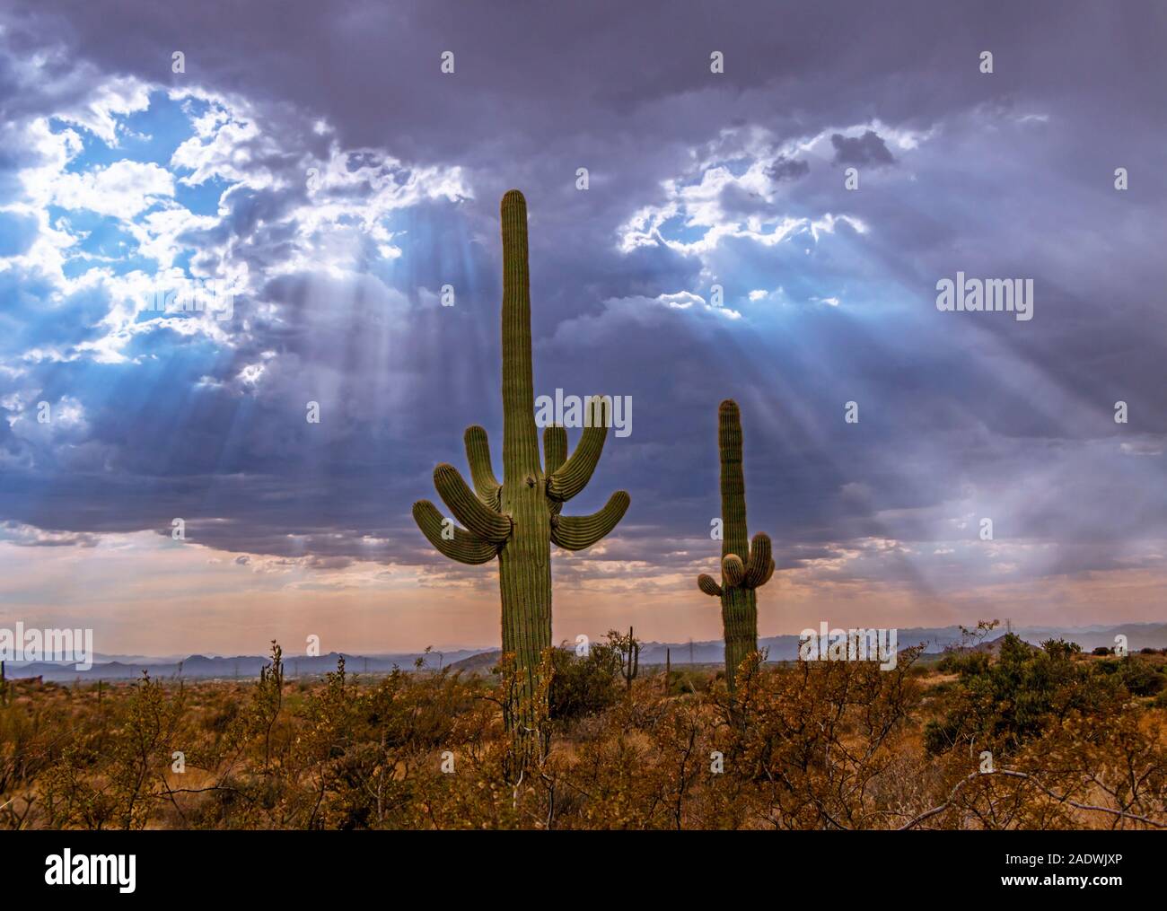 Sonnenstrahlen oder Sonnenstrahlen glänzenden Auf Saguaro Kaktus in Arizona in der Nähe von Scottsdale. Stockfoto