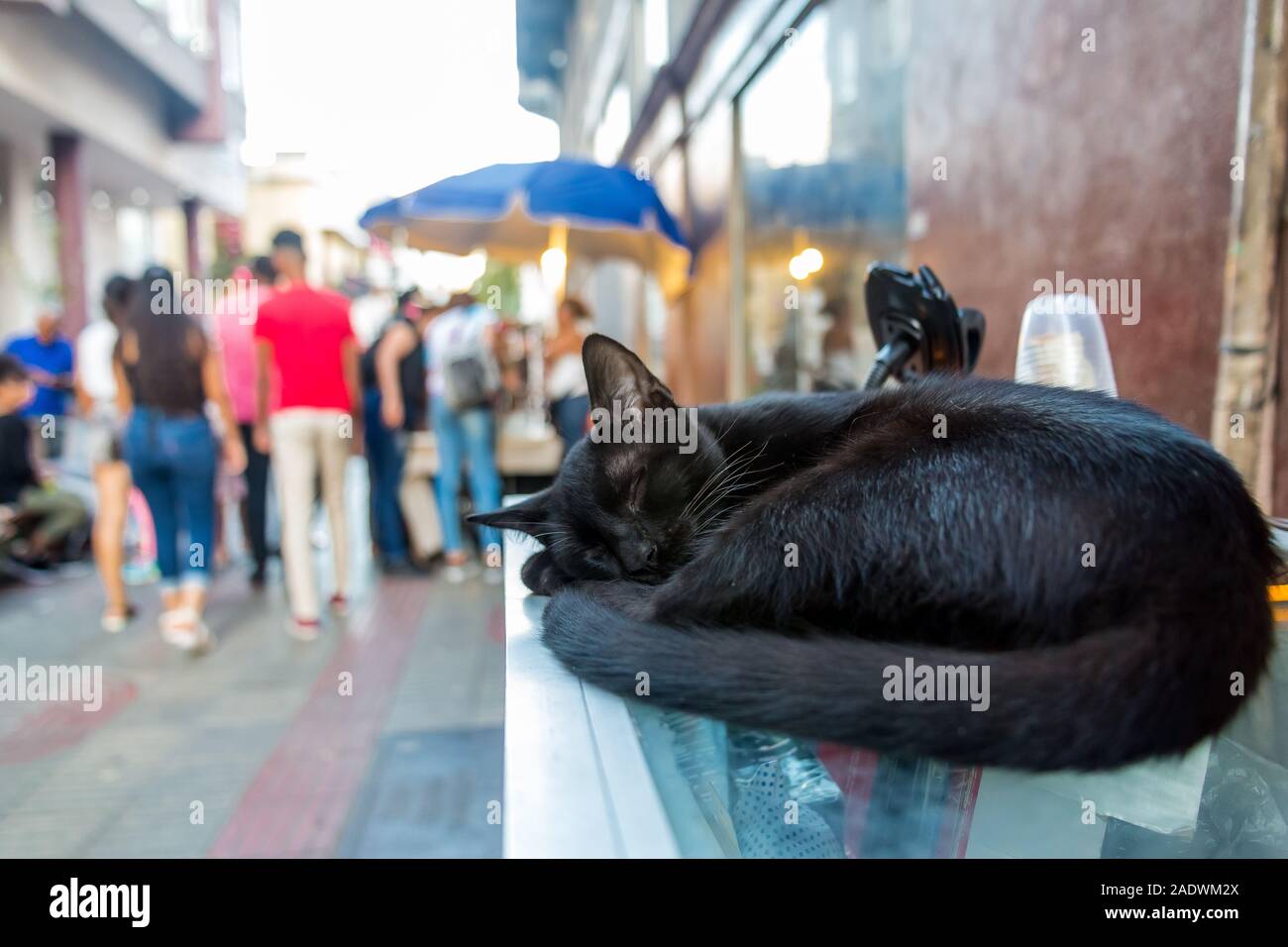 Dramatisches Bild der schwarzen Katze ausruhen und schlafen in einem überfüllten Einkaufszentrum in Santo Domingo, Dominikanische Republik. Stockfoto
