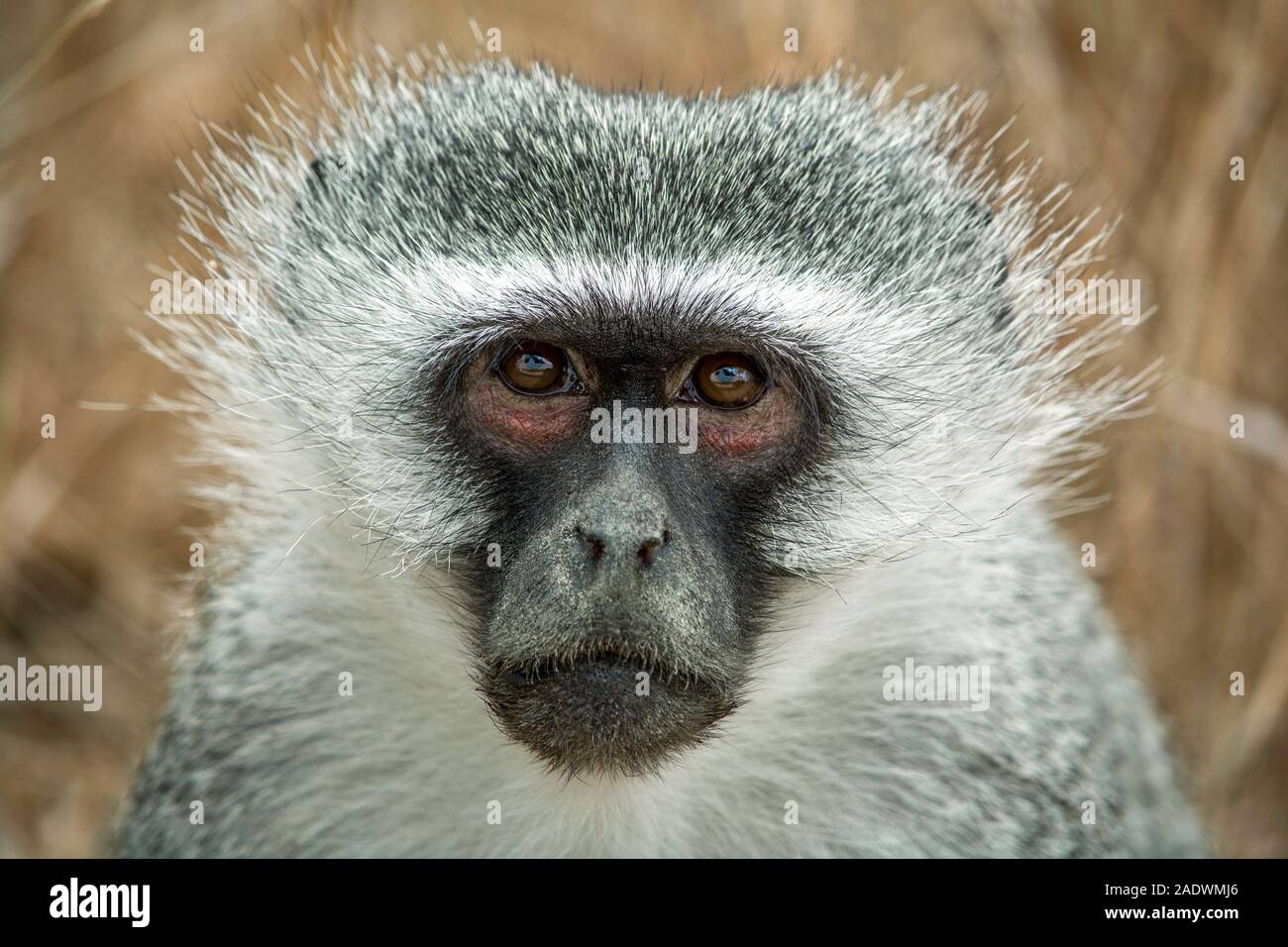Meerkatze in Südafrika. Auge in Auge mit einem grünen Affen Gesicht. Herzlichen Glückwunsch und viel Torte einer Meerkatze. Blickkontakt mit einem Affen. Südafrika. Stockfoto
