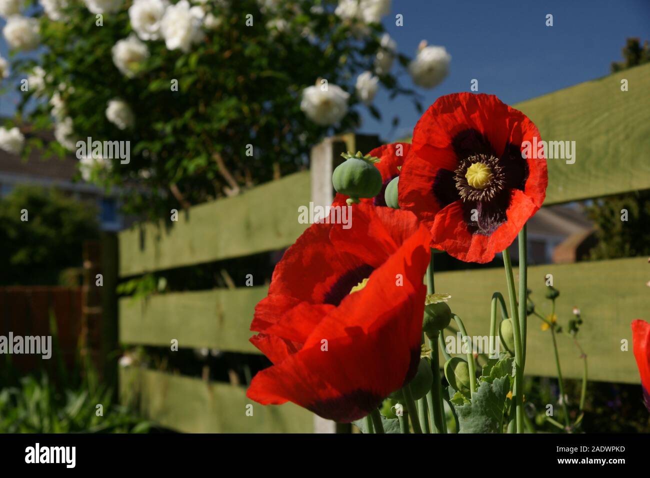 Englisch Country Garden Blumen in voller Blüte Stockfoto