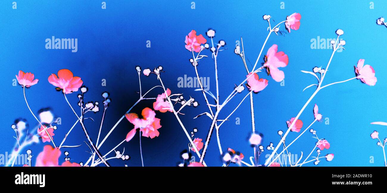 Englisch Country Garden Blumen in voller Blüte Stockfoto