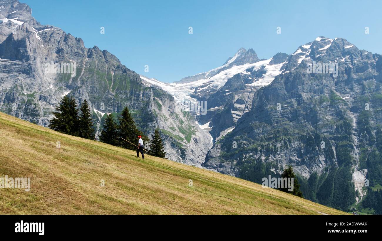 Hohe Almwiese. Im Hintergrund die majestätischen Alpen im Berner Oberland Stockfoto
