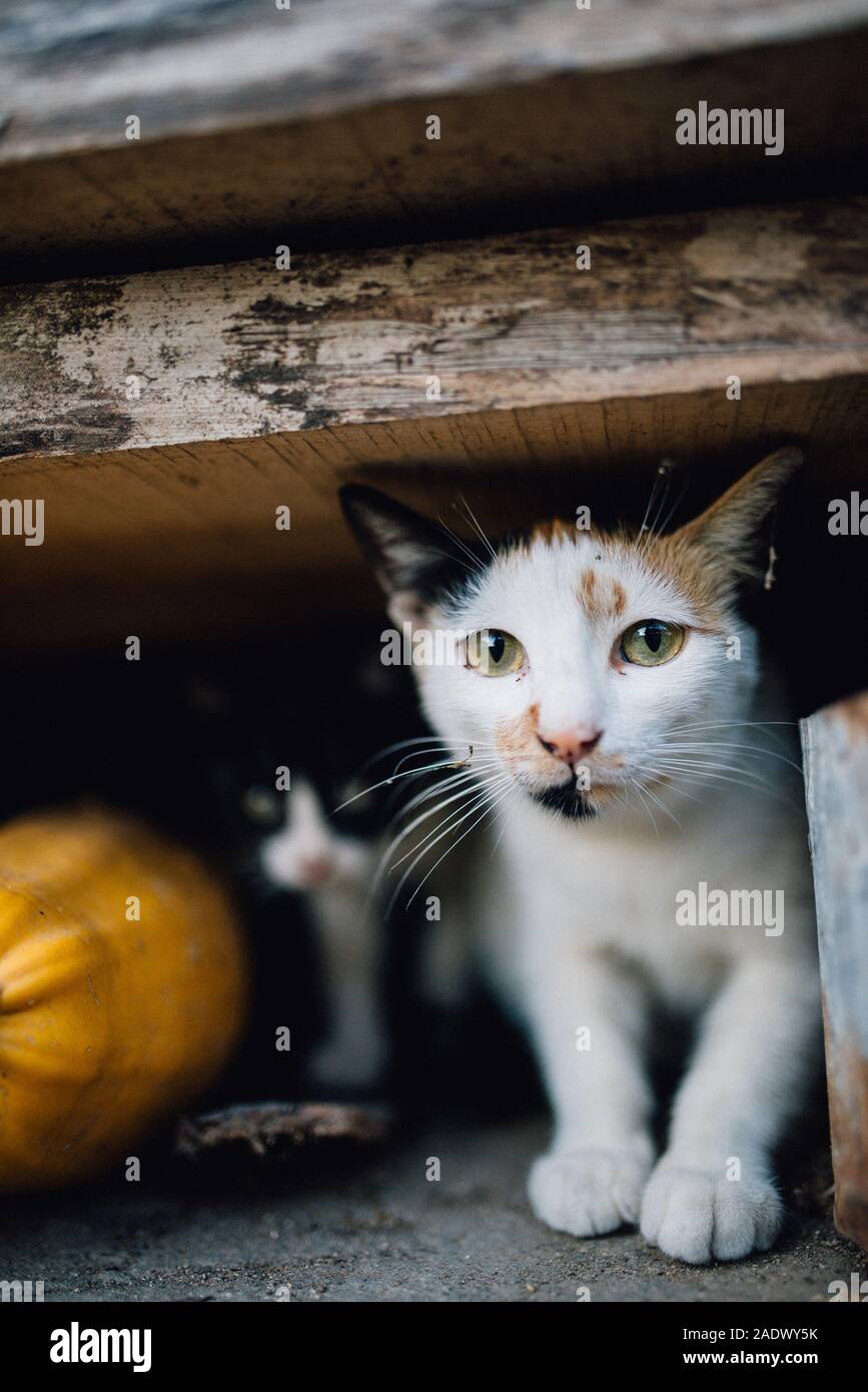 Süße kleine Katzen suchen an der Kamera Stockfoto