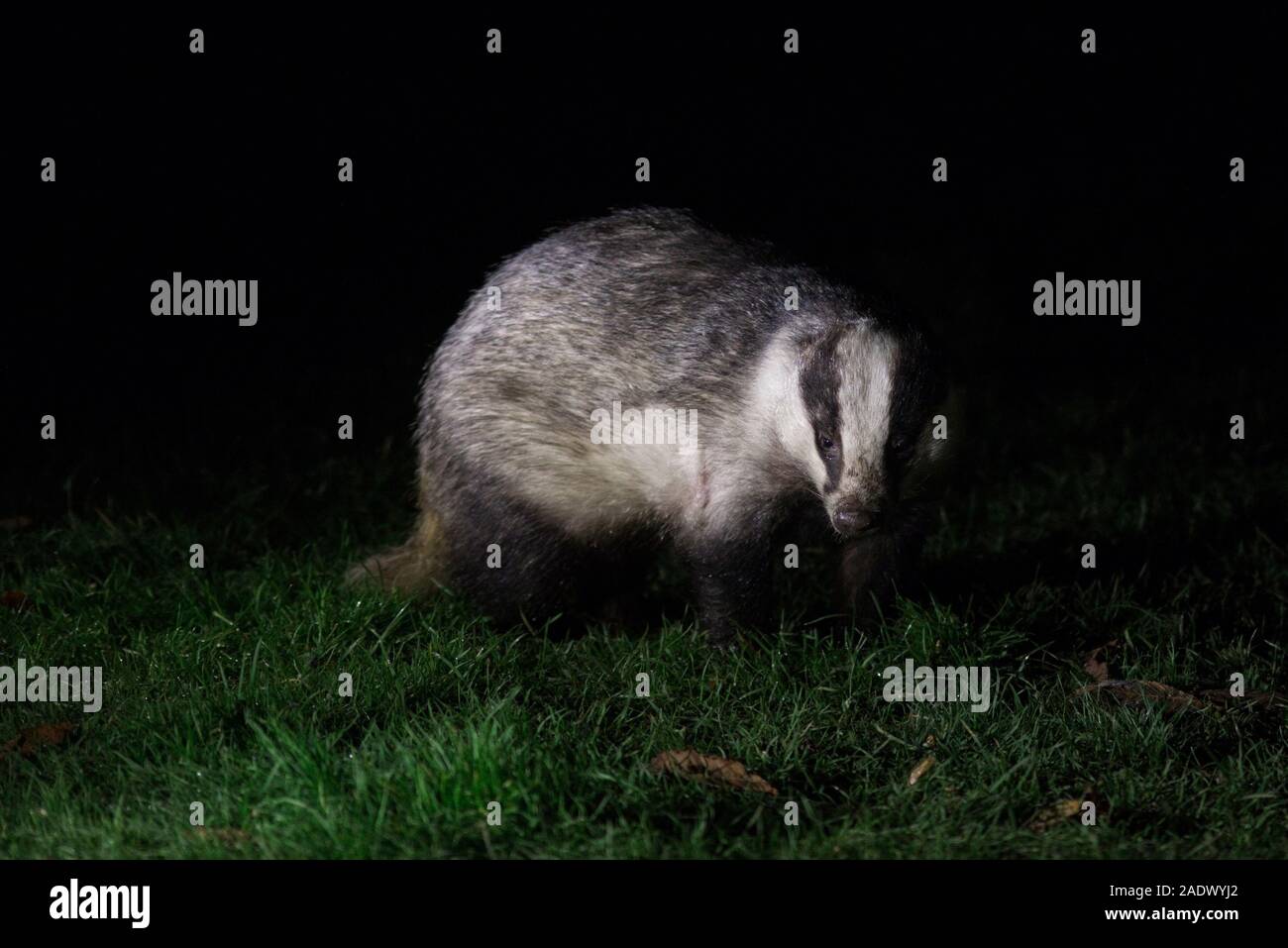 Europäischen Dachs (Meles meles) in einem Garten in der Nacht in Sussex, UK Stockfoto