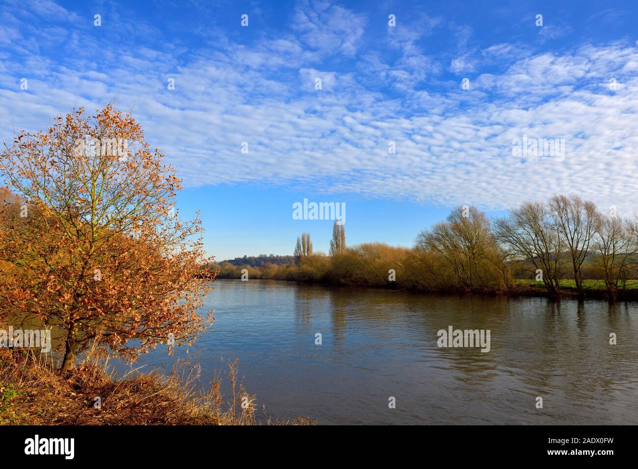 Herbst Baum am Ufer, Fluss Trent, Nottingham, England, Großbritannien Stockfoto