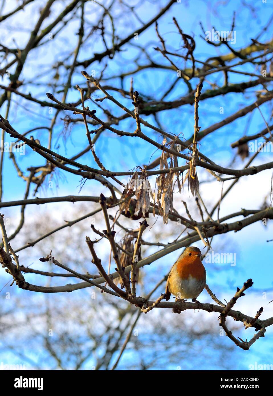 Europäische Rotkehlchen, Erithacus rubecula, auf einem kleinen Zweig thront, in der warmen Sonne, England, Großbritannien Stockfoto