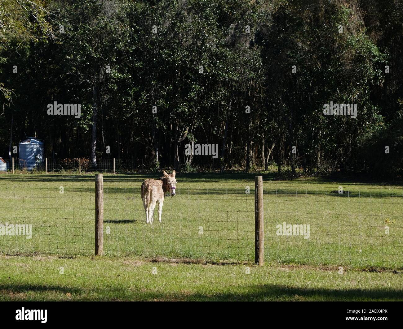 Esel oder Burro in einer Farm Feld oder Weide in ländlichen Alabama, USA. Stockfoto