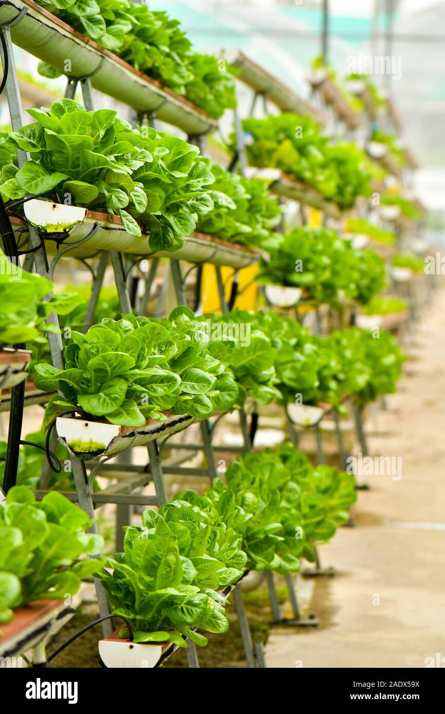 Vertikale Urban Farming Technology in Singapur Stockfoto