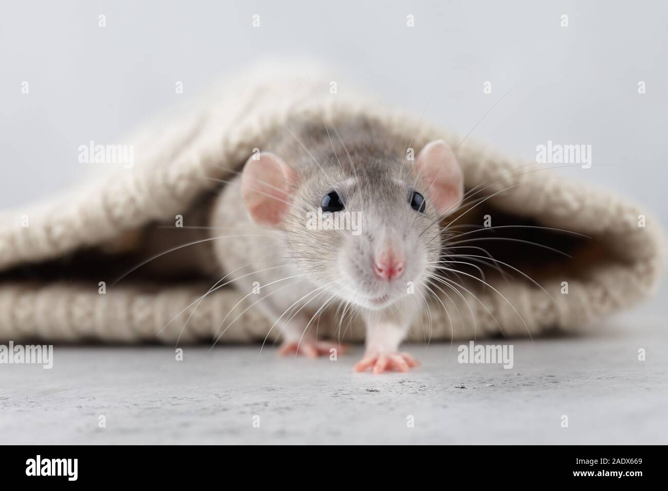 Ratte im Winter Mütze. Neues Jahr 2020 Symbol. Stockfoto