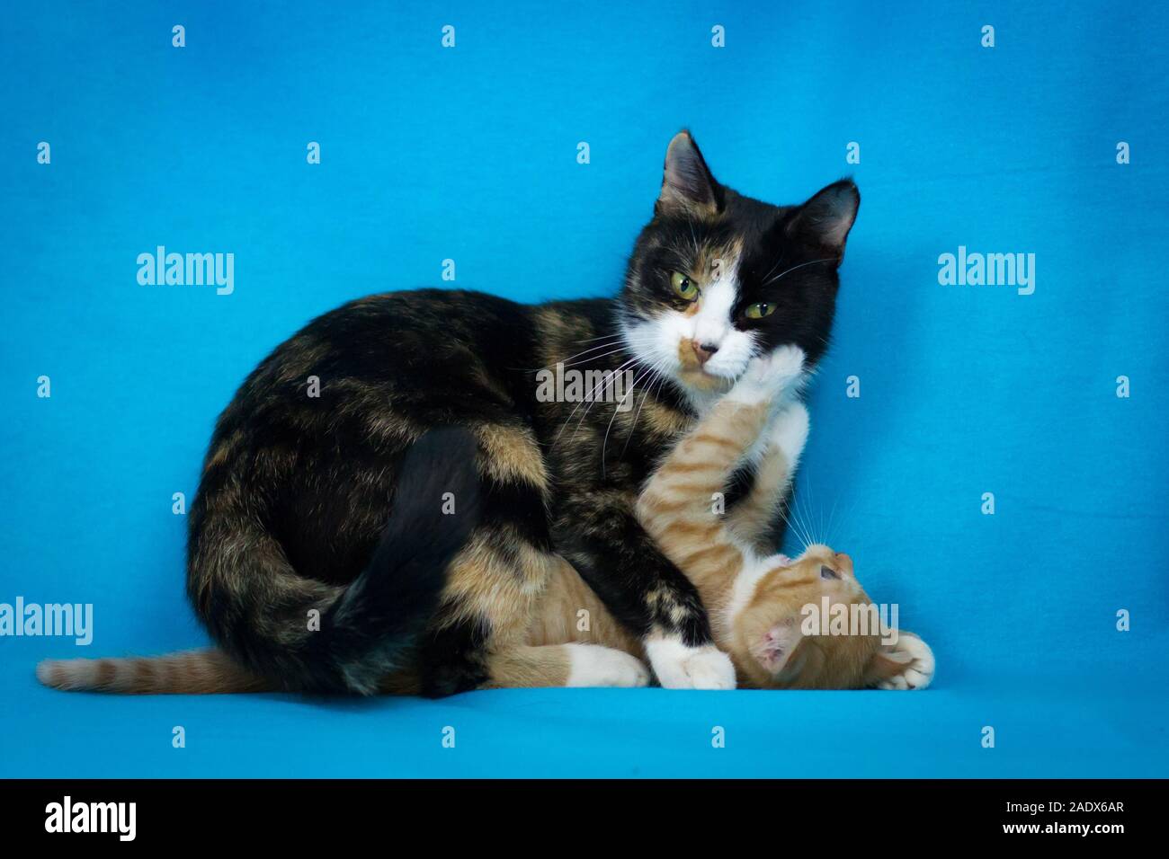 Mutter Katze und Baby Katze, zusammen zu spielen, Studio Fotografie mit blauem Hintergrund Stockfoto