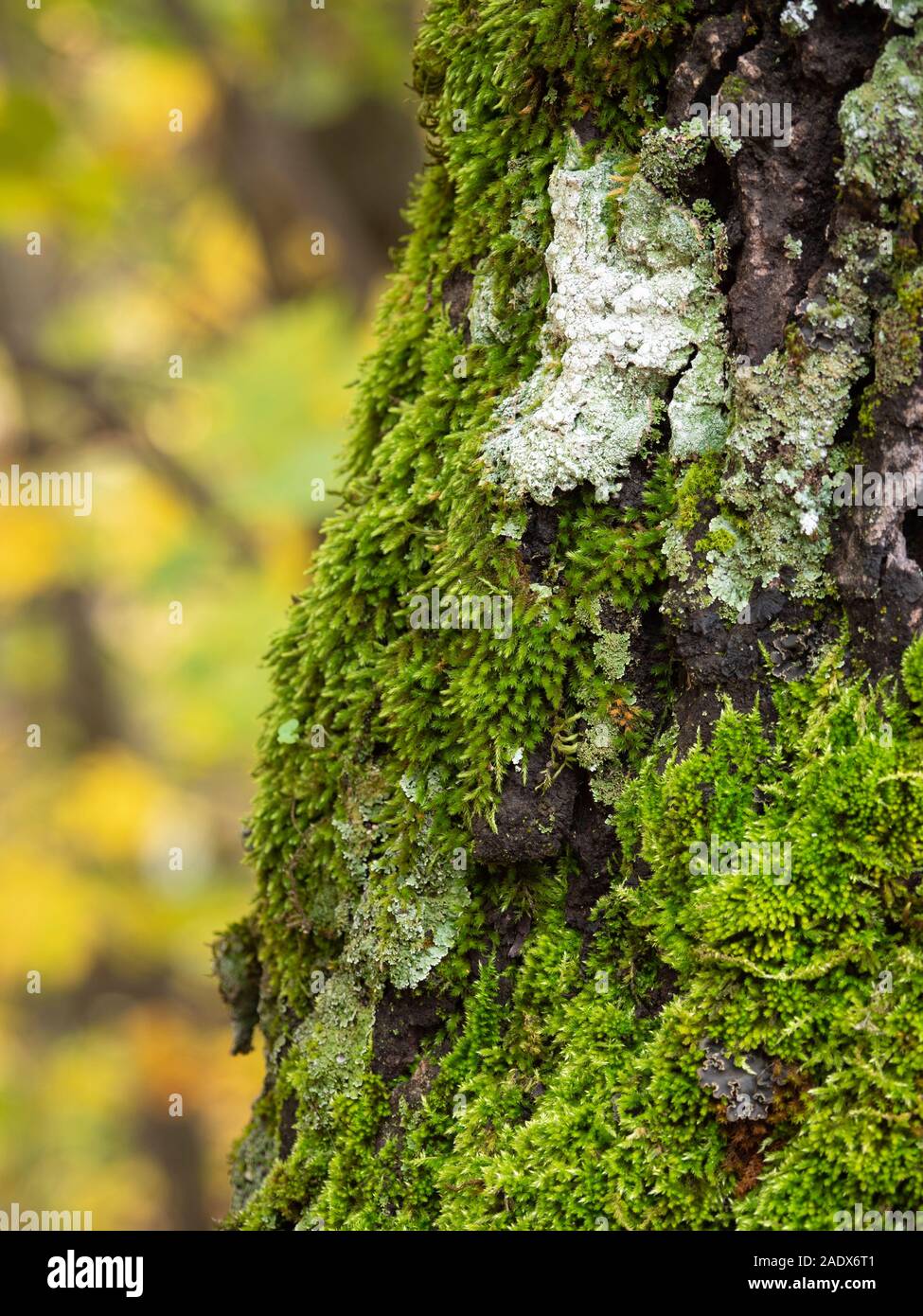 Moos auf einem Baumstamm im Wald Stockfoto