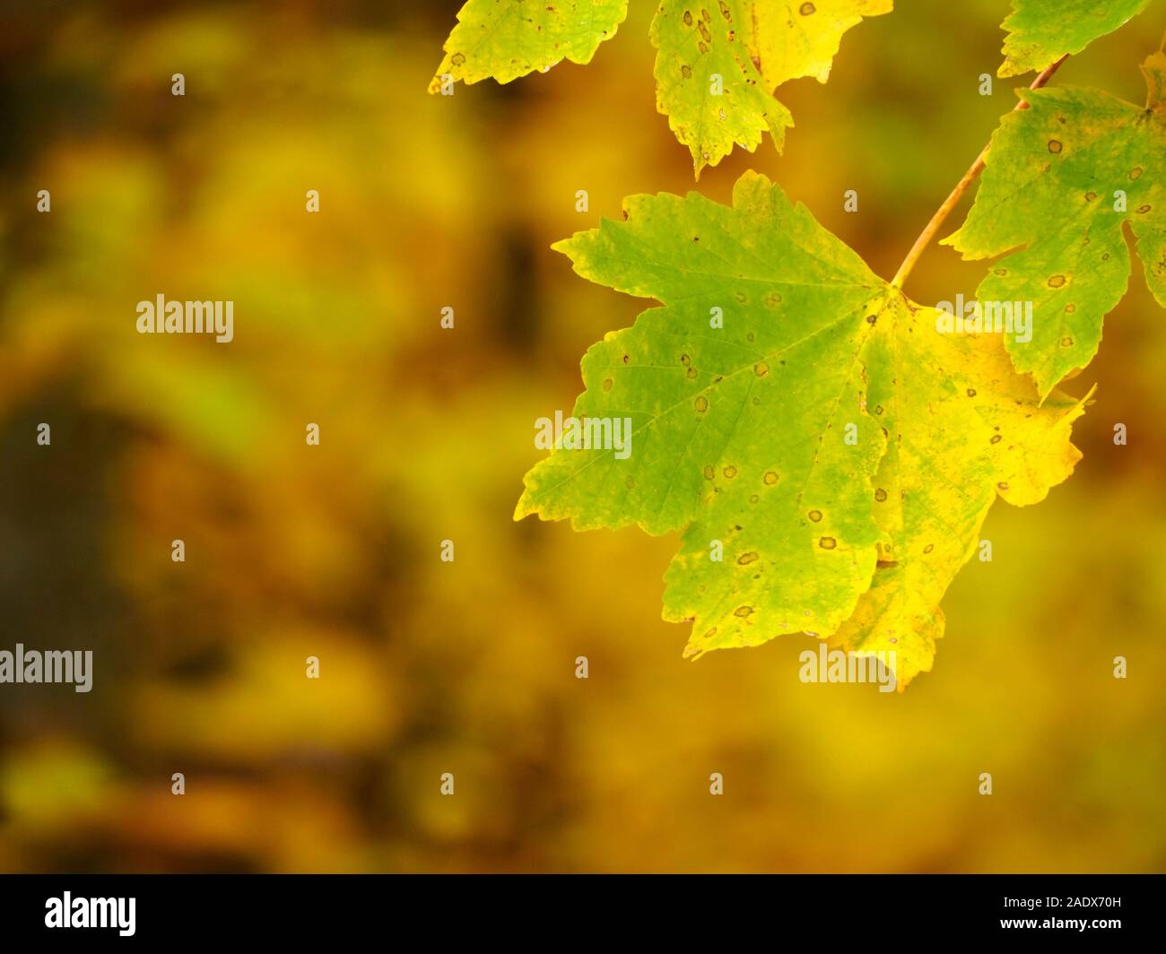 Baum Blatt im Herbst Stockfoto
