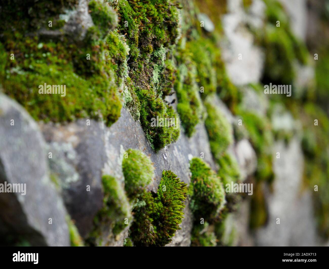 Moos bedeckt Steinmauer Stockfoto
