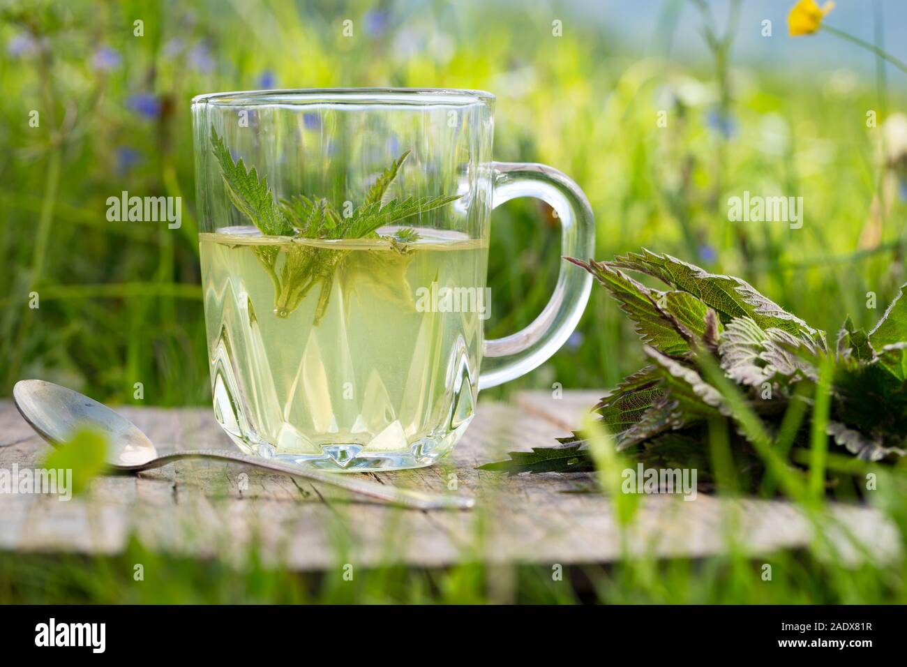 Tee aus Brennnessel. Frischer Frühling Brennnessel. Für Salat, Tee oder Verwendung in Kosmetika geeignet. Stockfoto