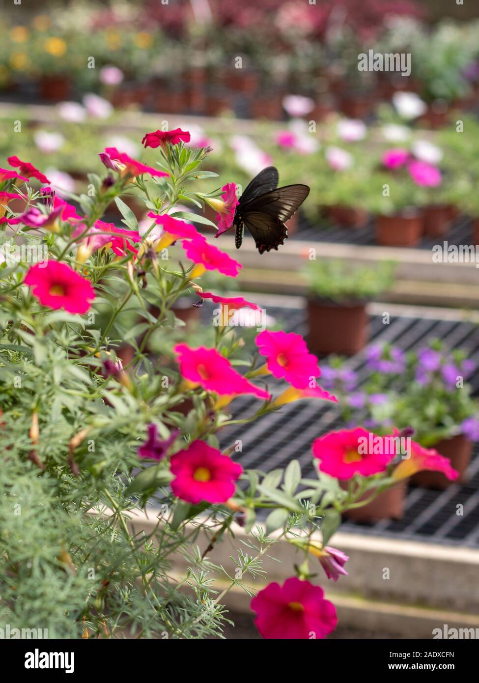 Schmetterling schwarz auf rosa Blüten Stockfoto