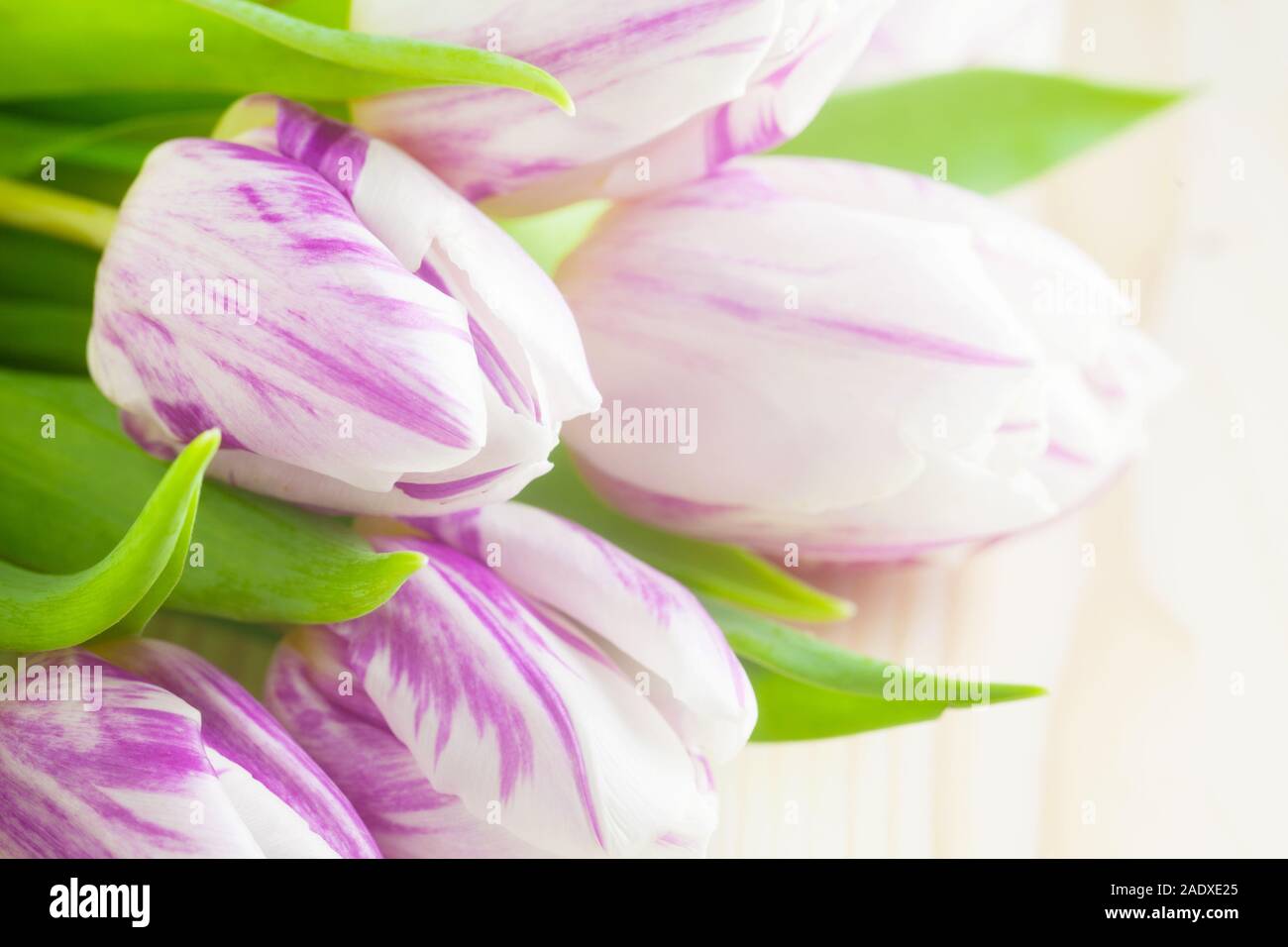 Lila und weißen Tulpen vor einem hellen Hintergrund Stockfoto