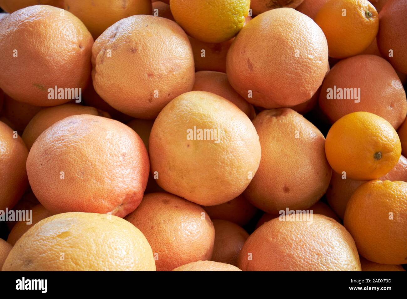 Frische Orangen lokale Produkte zum Verkauf an einen Bauernmarkt im Winter Garden florida usa Stockfoto