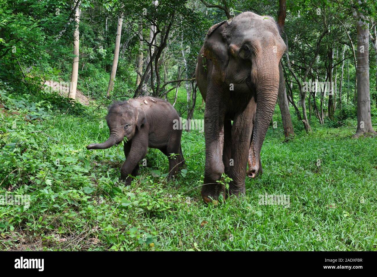 (191205) - XISHUANGBANNA, Dez. 5, 2019 (Xinhua) - Zwei asiatische Elefanten laufen in einem Dschungel in der Nähe von Den Asiatischen Elefanten Zucht- und Rescue Center in Xishuangbanna National Nature Reserve, im Südwesten der chinesischen Provinz Yunnan, 15 August, 2019. Die xishuangbanna National Nature Reserve im Südwesten Chinas hat für die lebendige Vielfalt in seinen 240.000 Hektar tropischer Dschungel bekannt. Während die Dschungel reichen Quellen der Nahrung und Wasser liefern, sie stellen auch Leben Bedrohungen ihrer Bewohner. Die lokale asiatische Elefanten, zum Beispiel, möglicherweise nicht in der Wüste, in den Fällen der schweren Verletzungen zu überleben oder Stockfoto