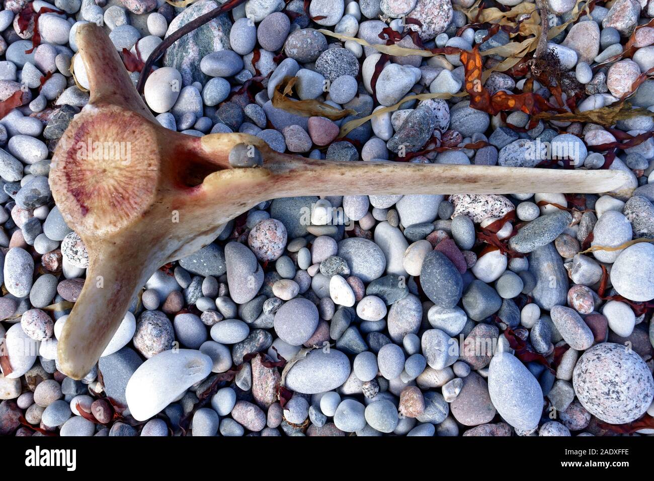 Wal Wirbel an einem schottischen Strand in der Inneren Hebriden von Schottland Stockfoto