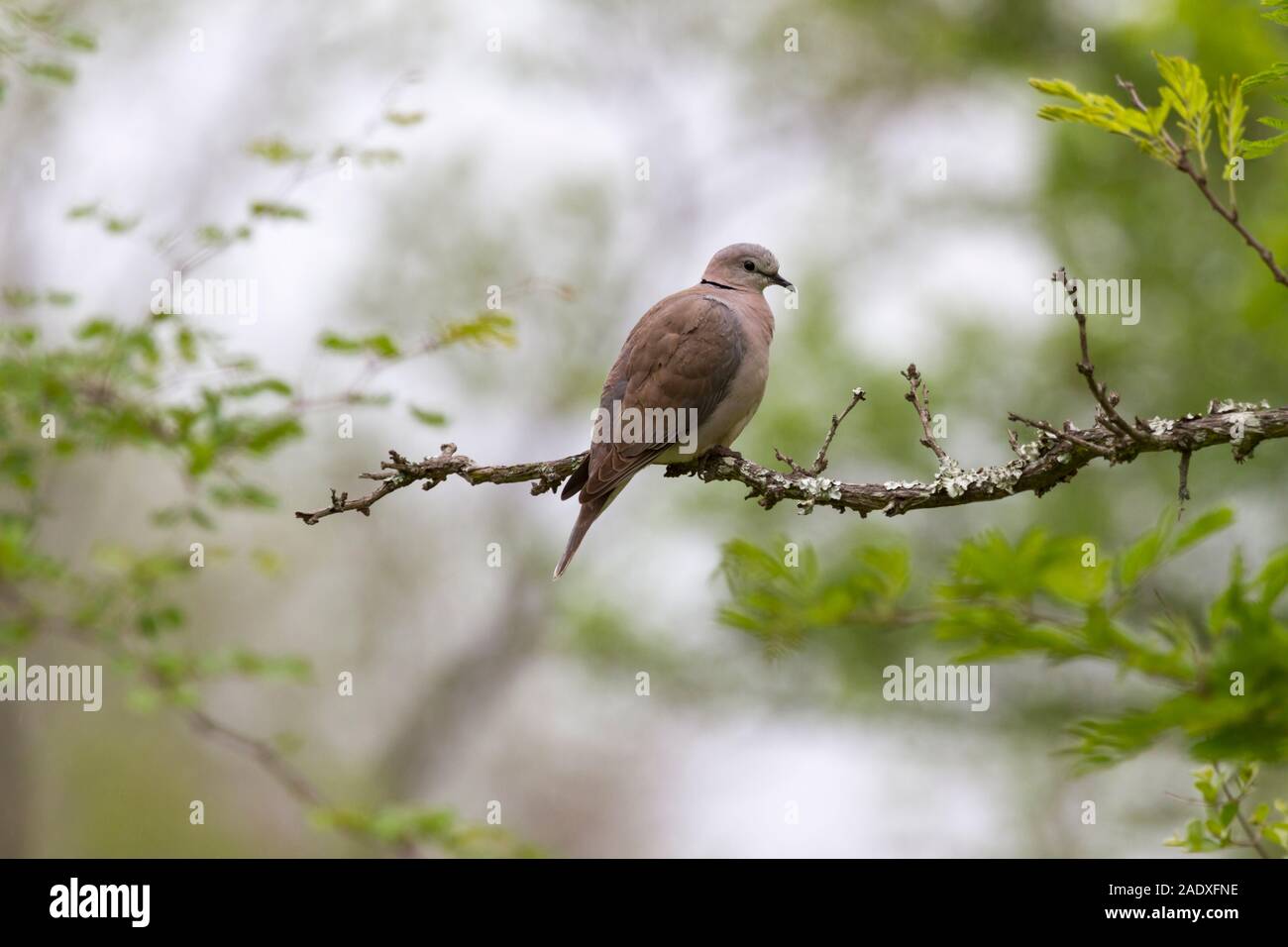Taube mit Kapschildkröte, Taube mit Ringhalschen oder Taube mit Halb-Kragen (Streptopelia capicola) Stockfoto