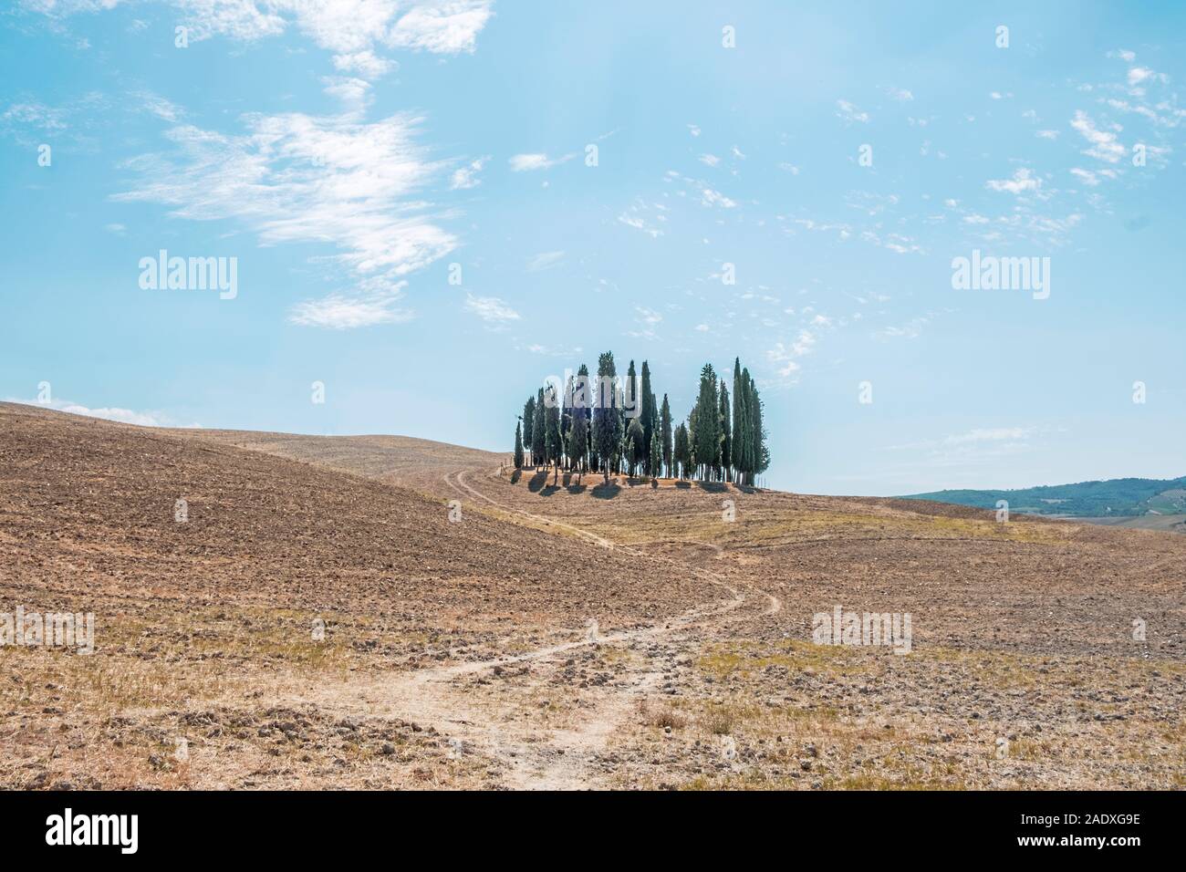 Berühmte Bäume, San Quirico d'Orcia in Italien Stockfoto