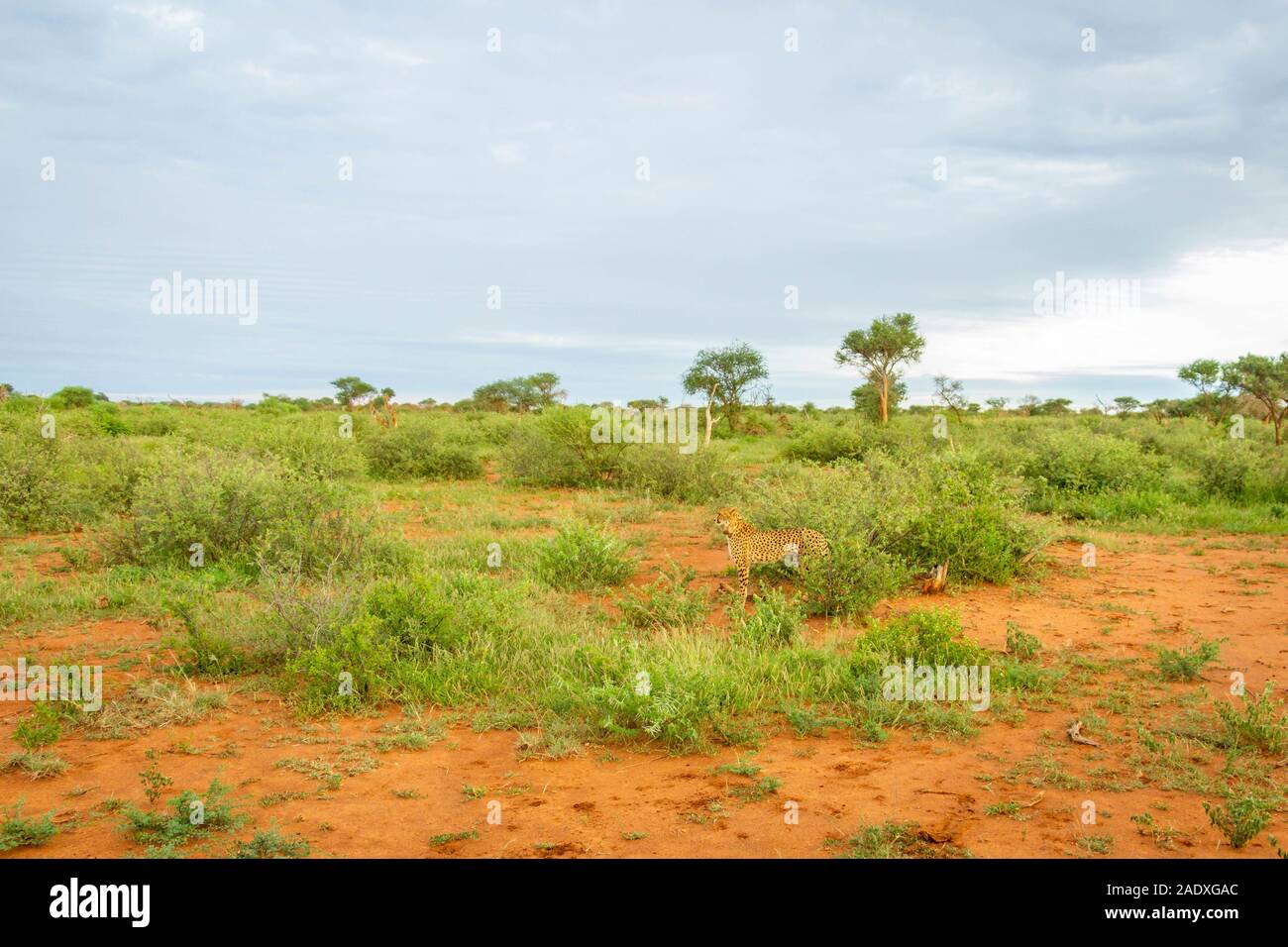 Gepard (Acinonyx jubatus) Beobachtung der Umgebung, Madikwe Game Reserve, Südafrika. Stockfoto