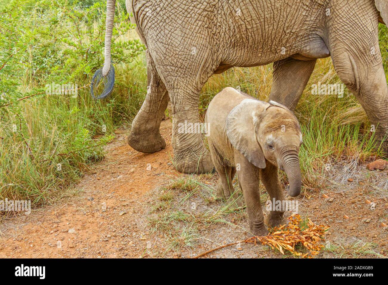 Nahaufnahme eines Elefanten Kalb, stehend mit seiner Mutter, Pilanesberg Nationalpark, Südafrika. Stockfoto